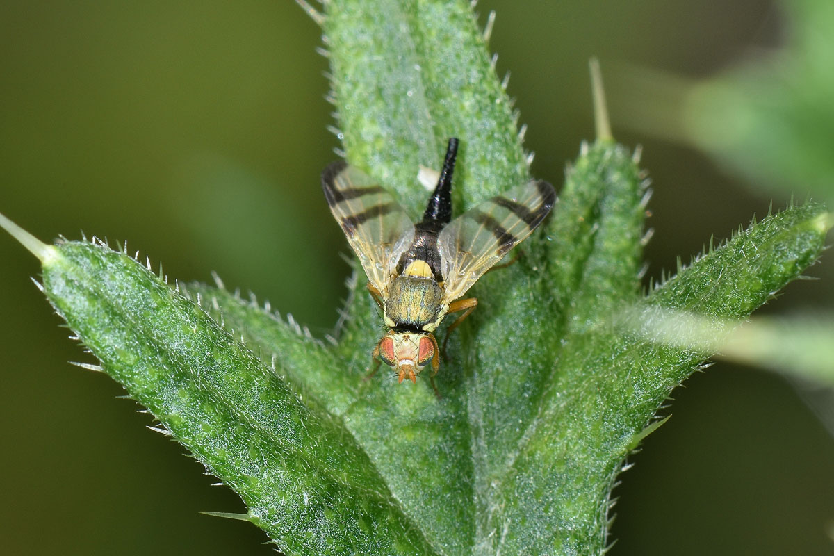 Tephritidae: Urophora stylata?  S !